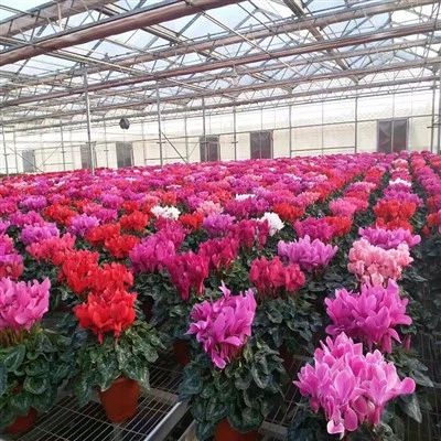 Flower PC Sheet Greenhouse