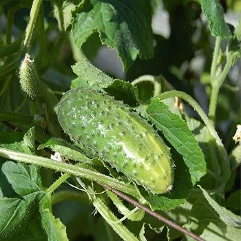 Flower PC Sheet Greenhouse