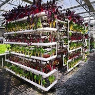 Staklenik od hidroponskog stakla